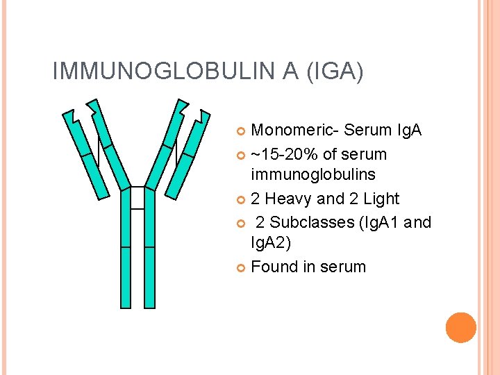 IMMUNOGLOBULIN A (IGA) Monomeric- Serum Ig. A ~15 -20% of serum immunoglobulins 2 Heavy