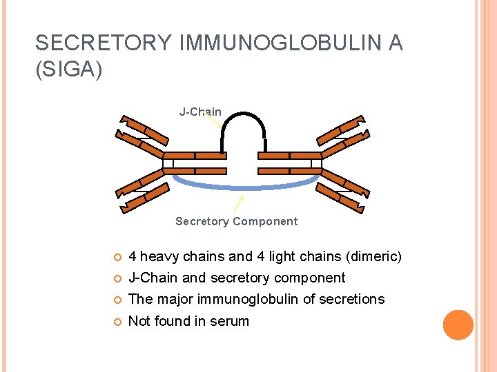 SECRETORY IMMUNOGLOBULIN A (SIGA) J-Chain Secretory Component 4 heavy chains and 4 light chains