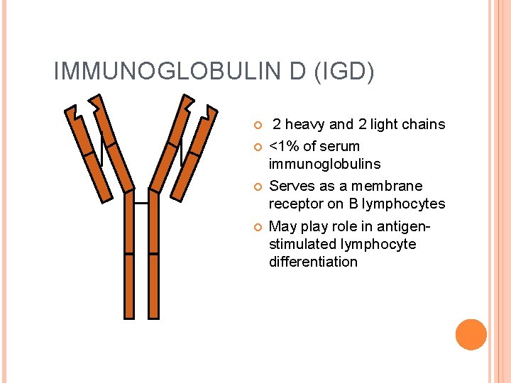 IMMUNOGLOBULIN D (IGD) 2 heavy and 2 light chains <1% of serum immunoglobulins Serves