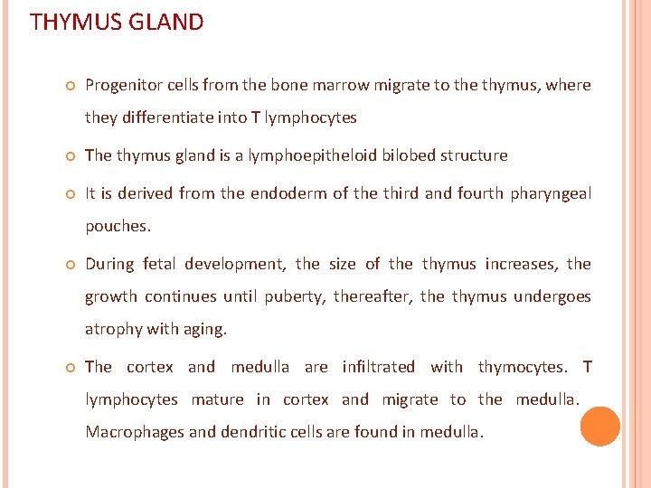 THYMUS GLAND Progenitor cells from the bone marrow migrate to the thymus, where they