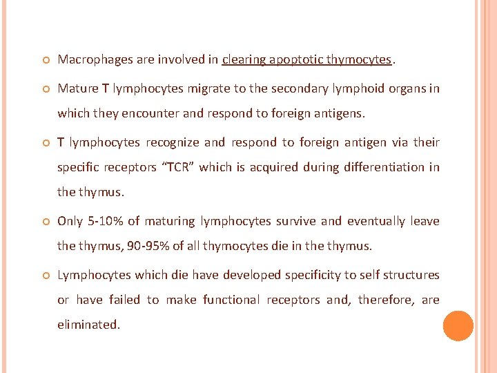  Macrophages are involved in clearing apoptotic thymocytes. Mature T lymphocytes migrate to the