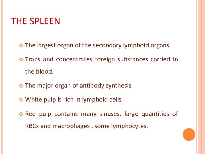 THE SPLEEN The largest organ of the secondary lymphoid organs. Traps and concentrates foreign