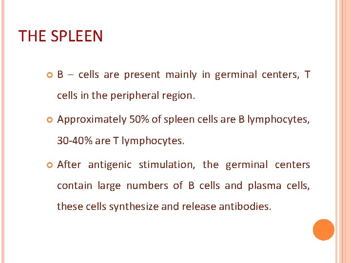 THE SPLEEN B – cells are present mainly in germinal centers, T cells in