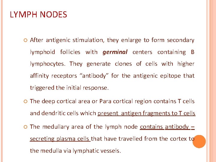 LYMPH NODES After antigenic stimulation, they enlarge to form secondary lymphoid follicles with germinal