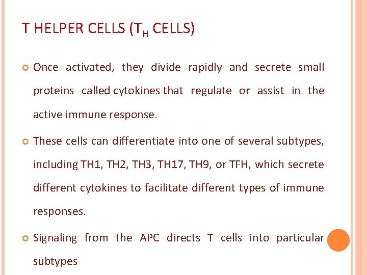 T HELPER CELLS (TH CELLS) Once activated, they divide rapidly and secrete small proteins