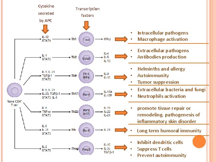 Cytokine secreted by APC Transcription factors • Intracellular pathogens • Macrophage activation • Extracellular