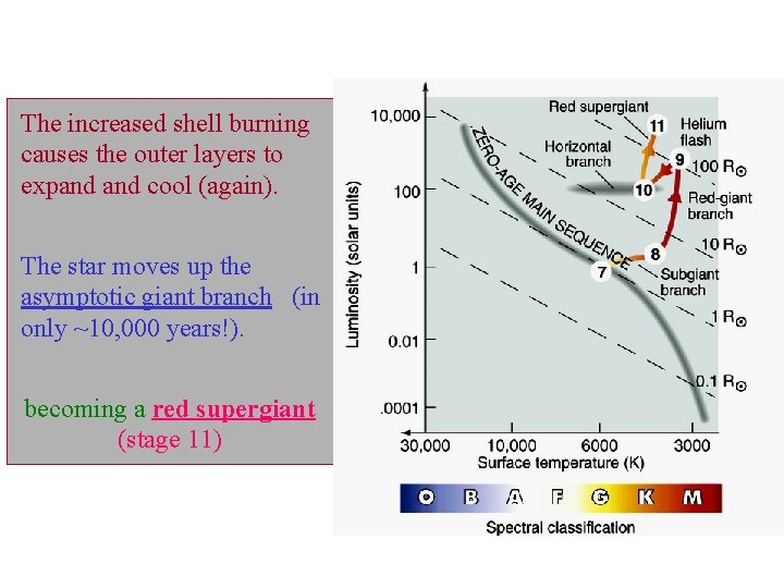 The increased shell burning causes the outer layers to expand cool (again). The star The increased shell burning causes the outer layers to expand cool (again). The star