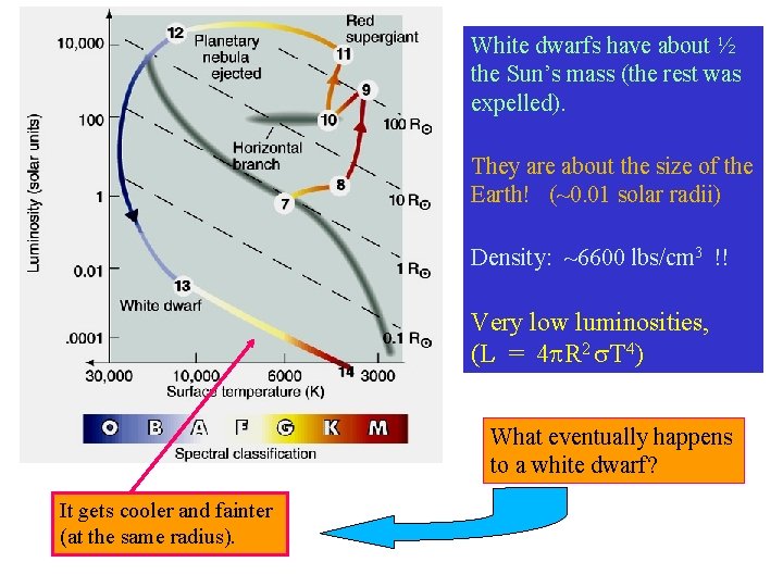 White dwarfs have about ½ the Sun’s mass (the rest was expelled). They are White dwarfs have about ½ the Sun’s mass (the rest was expelled). They are