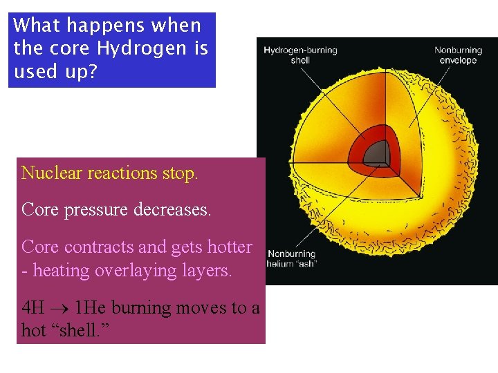 What happens when the core Hydrogen is used up? Nuclear reactions stop. Core pressure What happens when the core Hydrogen is used up? Nuclear reactions stop. Core pressure