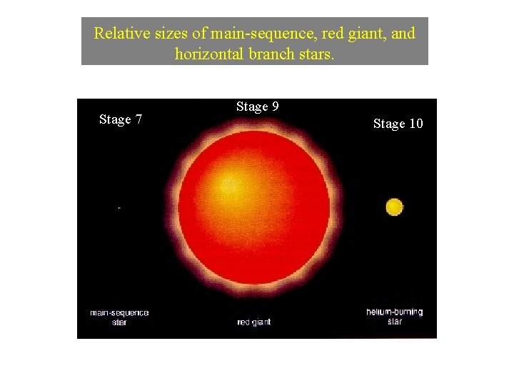 Relative sizes of main-sequence, red giant, and horizontal branch stars. Stage 7 Stage 9 Relative sizes of main-sequence, red giant, and horizontal branch stars. Stage 7 Stage 9