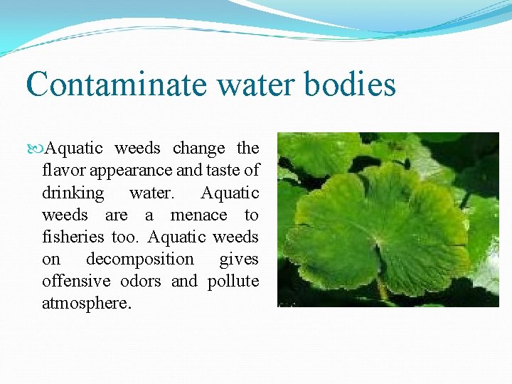 Contaminate water bodies Aquatic weeds change the flavor appearance and taste of drinking water.