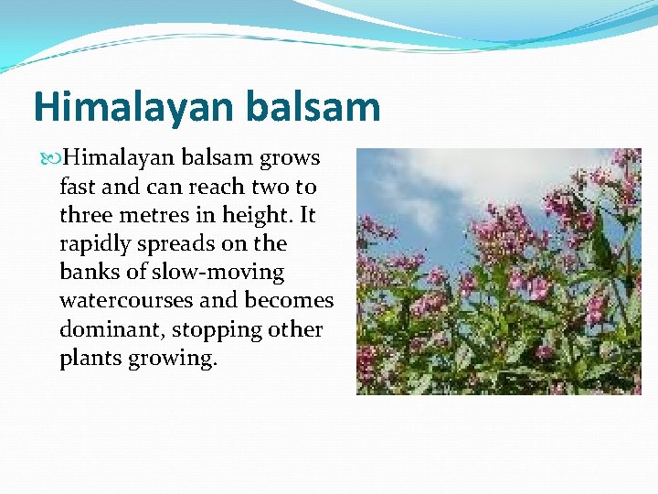 Himalayan balsam grows fast and can reach two to three metres in height. It