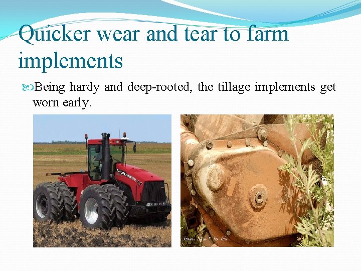 Quicker wear and tear to farm implements Being hardy and deep-rooted, the tillage implements