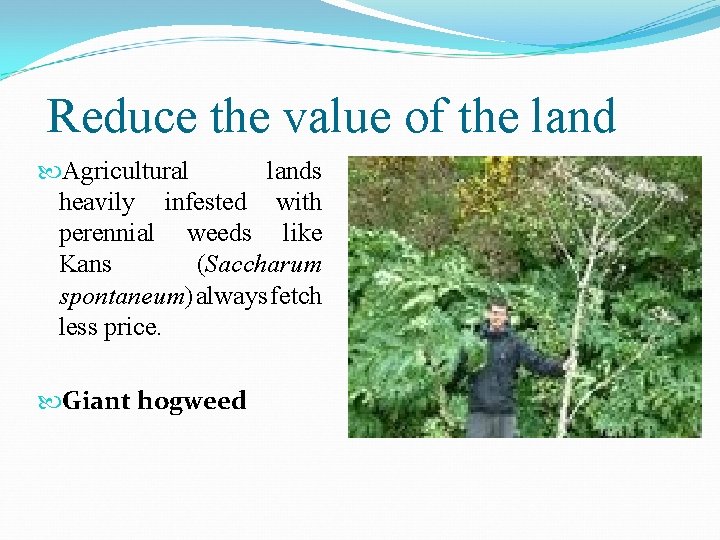  Reduce the value of the land Agricultural lands heavily infested with perennial weeds