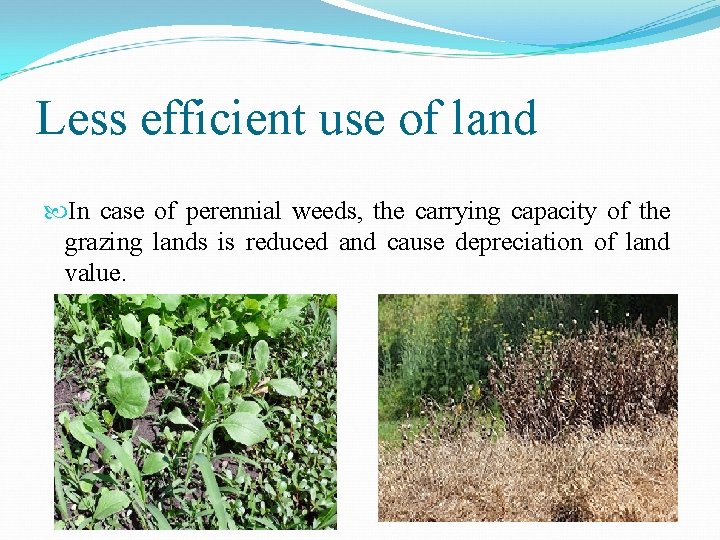 Less efficient use of land In case of perennial weeds, the carrying capacity of