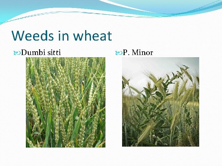Weeds in wheat Dumbi sitti P. Minor 