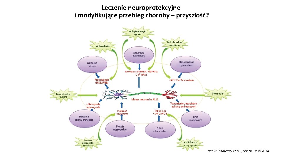 Leczenie neuroprotekcyjne i modyfikujące przebieg choroby – przyszłość? Harikrishnareddy et al. . , Rev