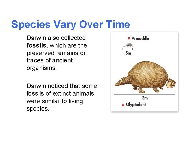 Species Vary Over Time Darwin also collected fossils, which are the preserved remains or