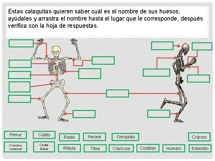 Estas calaquitas quieren saber cuál es el nombre de sus huesos, ayúdales y arrastra Estas calaquitas quieren saber cuál es el nombre de sus huesos, ayúdales y arrastra