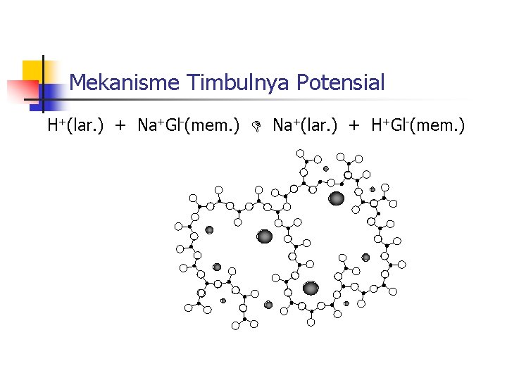 Mekanisme Timbulnya Potensial H+(lar. ) + Na+Gl-(mem. ) Na+(lar. ) + H+Gl-(mem. ) 