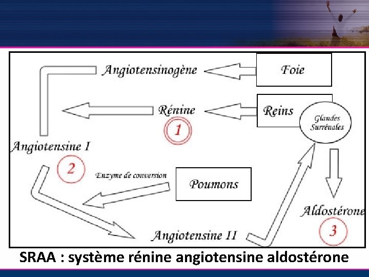 SRAA : système rénine angiotensine aldostérone 