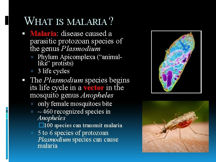 WHAT IS MALARIA ? Malaria: disease caused a parasitic protozoan species of the genus