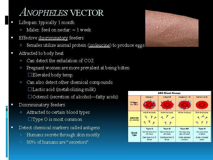 ANOPHELES VECTOR Lifespan: typically 1 month Males: feed on nectar: ~ 1 week Effective