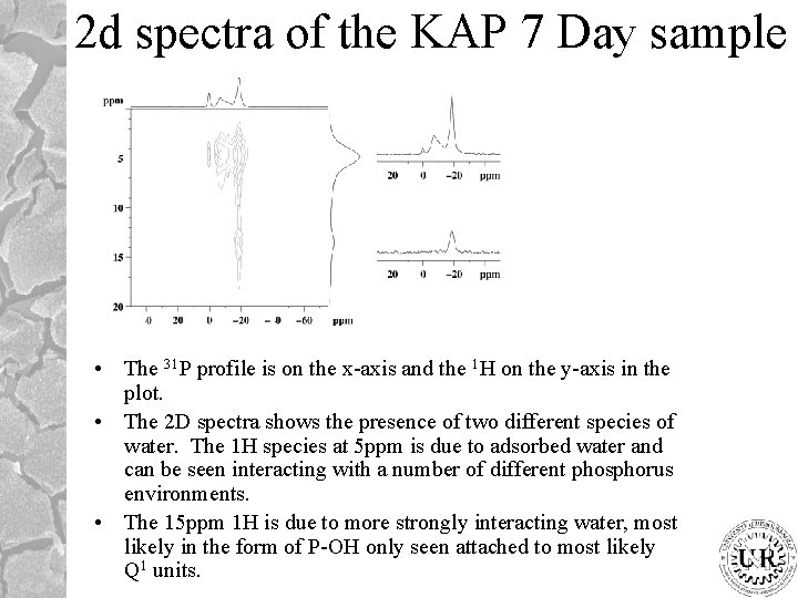 2 d spectra of the KAP 7 Day sample • The 31 P profile