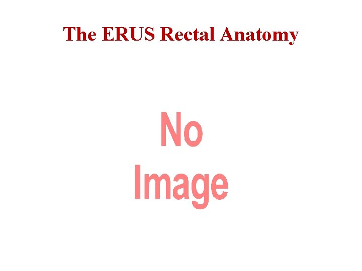 The ERUS Rectal Anatomy 