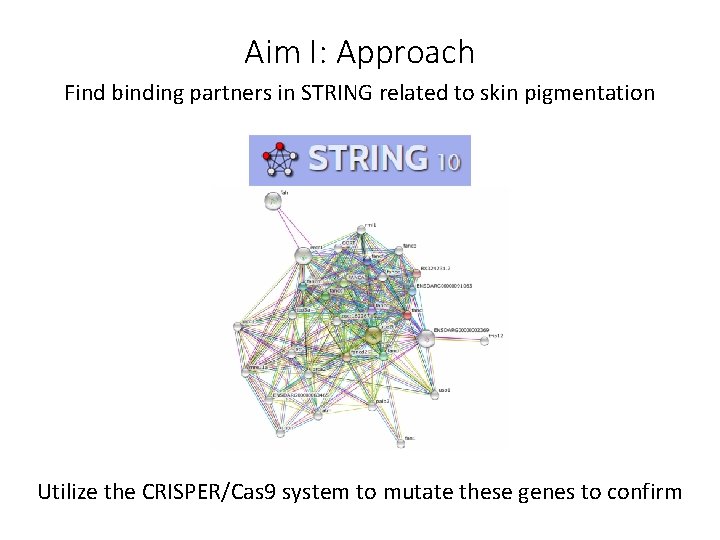 Aim I: Approach Find binding partners in STRING related to skin pigmentation Utilize the