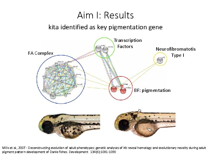 Aim I: Results kita identified as key pigmentation gene Transcription Factors FA Complex Neurofibromatotis