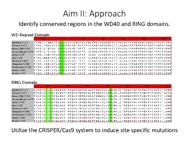 Aim II: Approach Identify conserved regions in the WD 40 and RING domains. WD-Repeat
