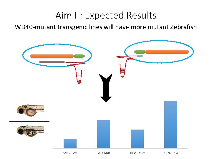 Aim II: Expected Results WD 40 -mutant transgenic lines will have more mutant Zebrafish