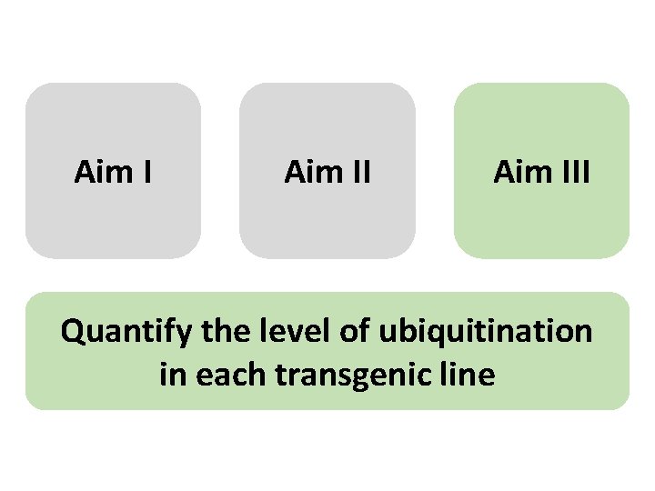 Aim III Quantify the level of ubiquitination in each transgenic line 