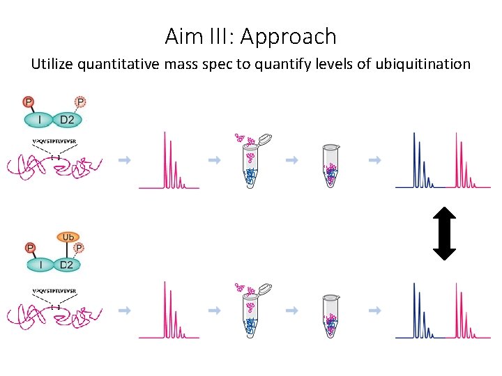 Aim III: Approach Utilize quantitative mass spec to quantify levels of ubiquitination 