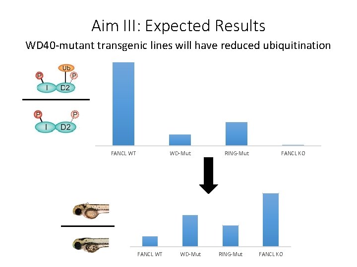 Aim III: Expected Results WD 40 -mutant transgenic lines will have reduced ubiquitination FANCL