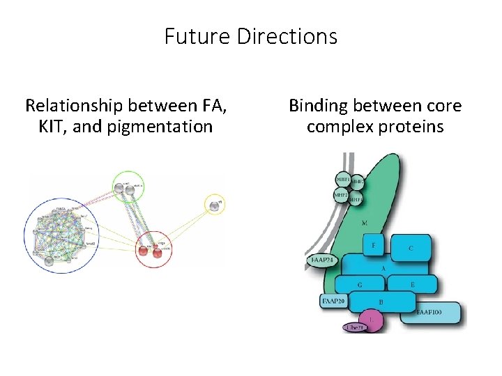 Future Directions Relationship between FA, KIT, and pigmentation Binding between core complex proteins 