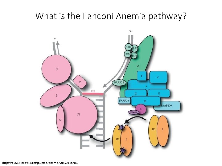 What is the Fanconi Anemia pathway? http: //www. hindawi. com/journals/anemia/2012/926787/ 