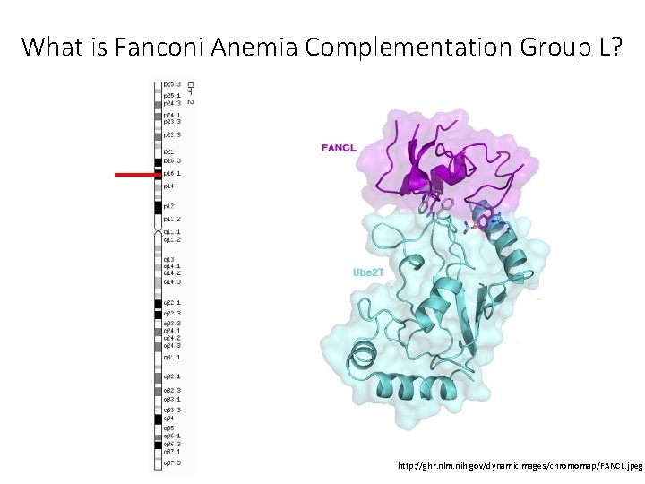 What is Fanconi Anemia Complementation Group L? http: //ghr. nlm. nih. gov/dynamic. Images/chromomap/FANCL. jpeg