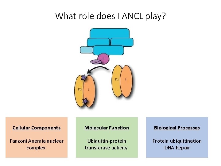 What role does FANCL play? Cellular Components Molecular Function Biological Processes Fanconi Anemia nuclear
