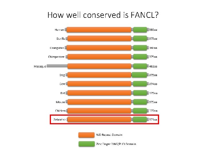 How well conserved is FANCL? 