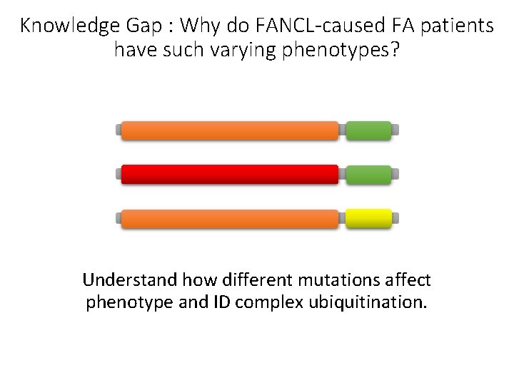 Knowledge Gap : Why do FANCL-caused FA patients have such varying phenotypes? Understand how