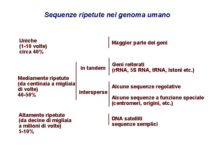 Sequenze ripetute nel genoma umano Uniche (1 -10 volte) circa 40% Maggior parte dei