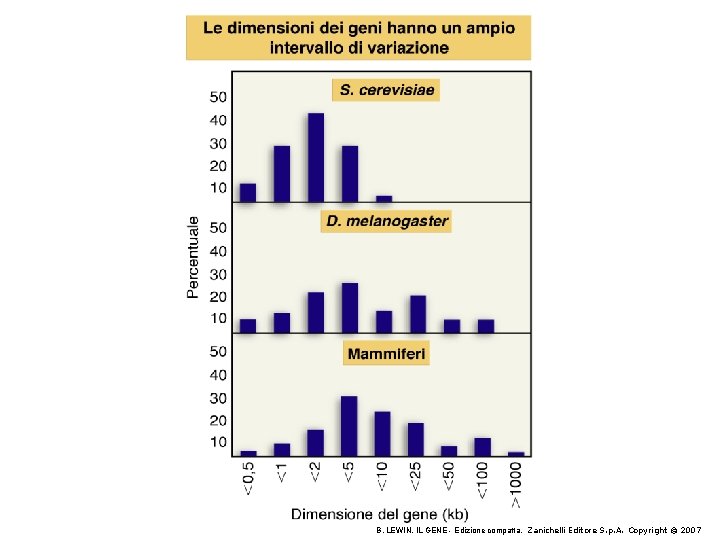 B. LEWIN, IL GENE - Edizione compatta, Zanichelli Editore S. p. A. Copyright ©