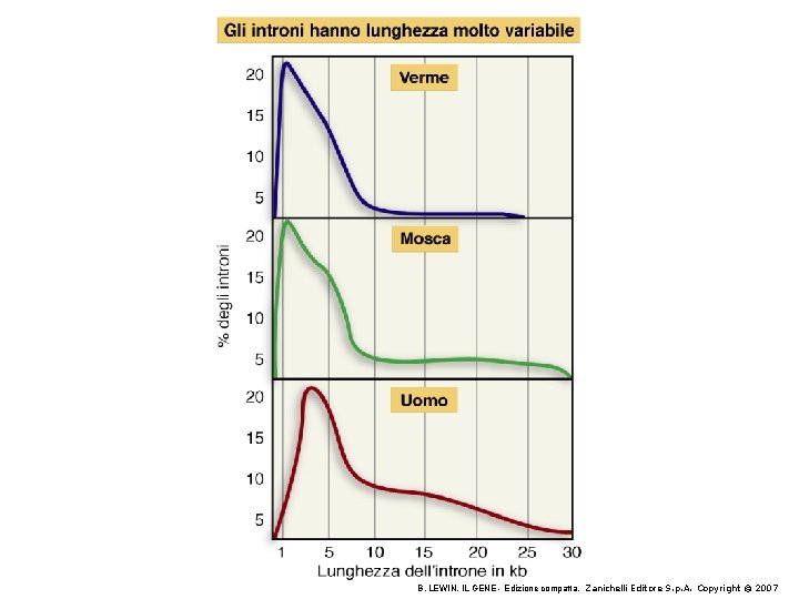 B. LEWIN, IL GENE - Edizione compatta, Zanichelli Editore S. p. A. Copyright ©