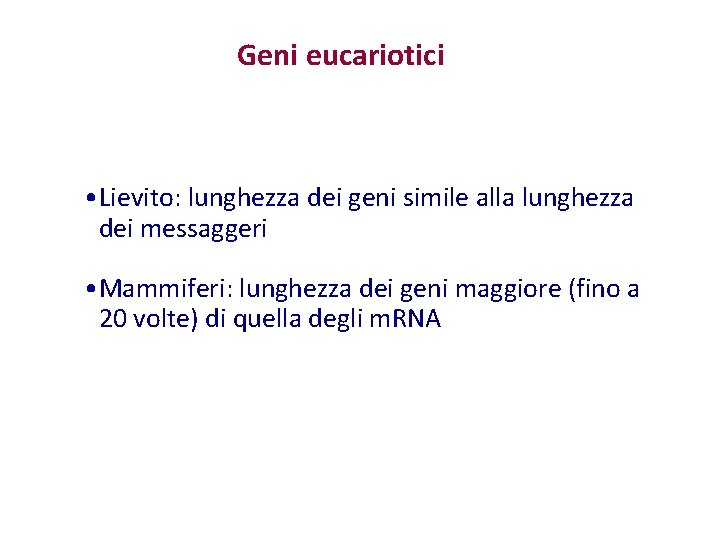 Geni eucariotici • Lievito: lunghezza dei geni simile alla lunghezza dei messaggeri • Mammiferi: