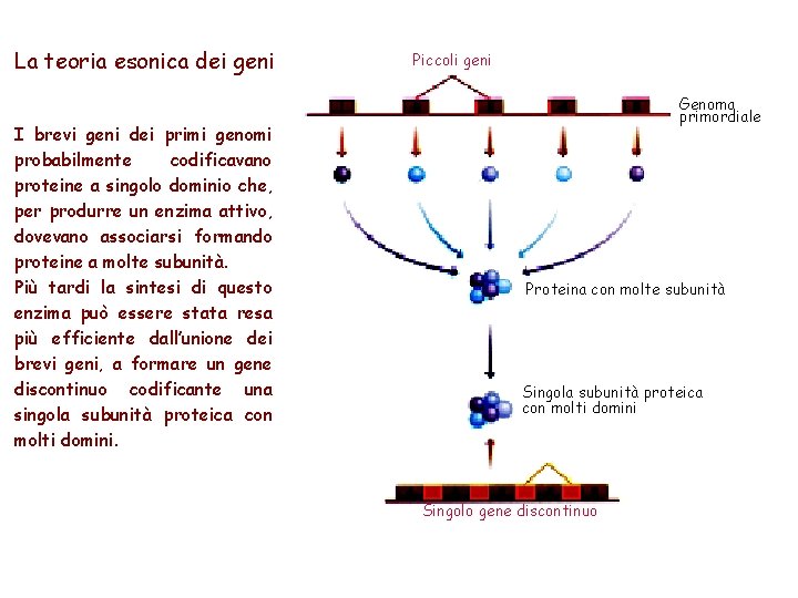 La teoria esonica dei geni I brevi geni dei primi genomi probabilmente codificavano proteine