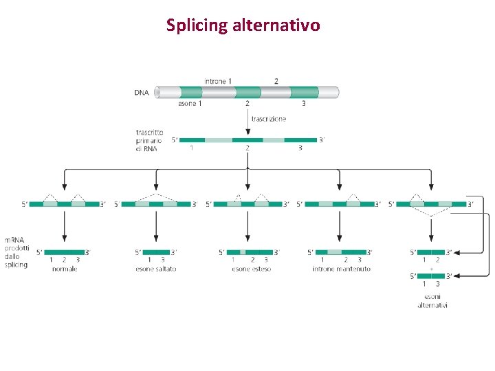 Splicing alternativo 