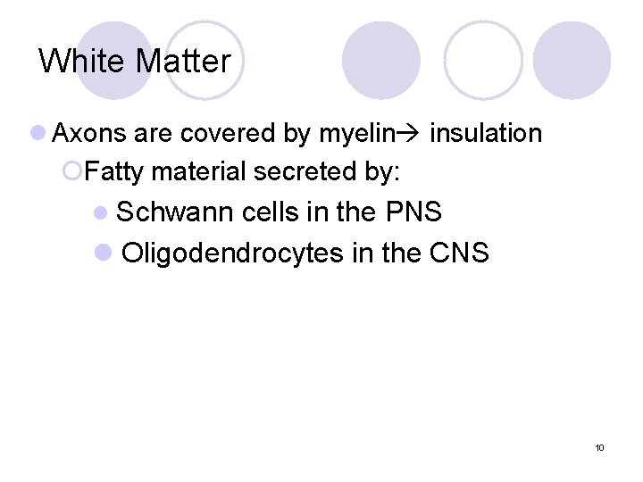 White Matter l Axons are covered by myelin insulation ¡Fatty material secreted by: l