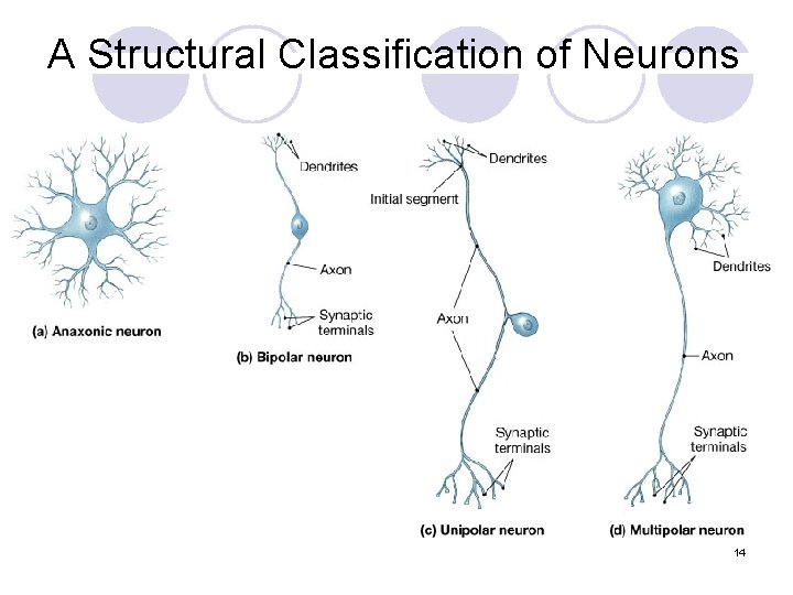 A Structural Classification of Neurons 14 